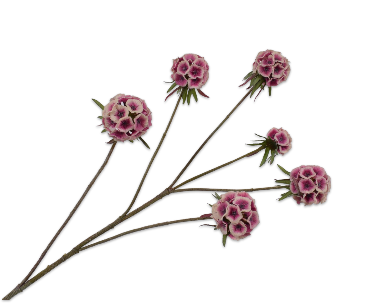 Scabiosa tak BEAUTY/CREME 79 cm