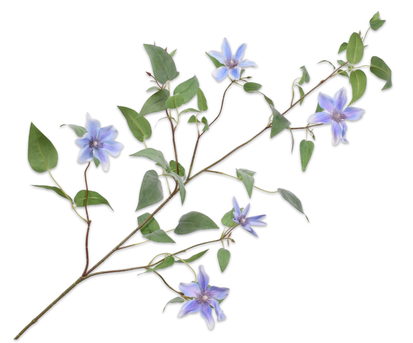 Clematis tak LAVENDEL 147 cm