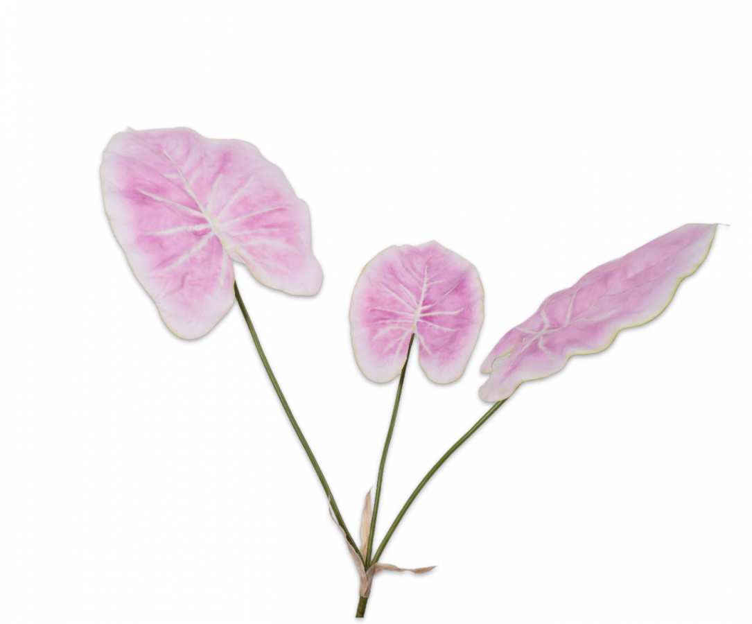 Caladium bush roz/grn 61 cm