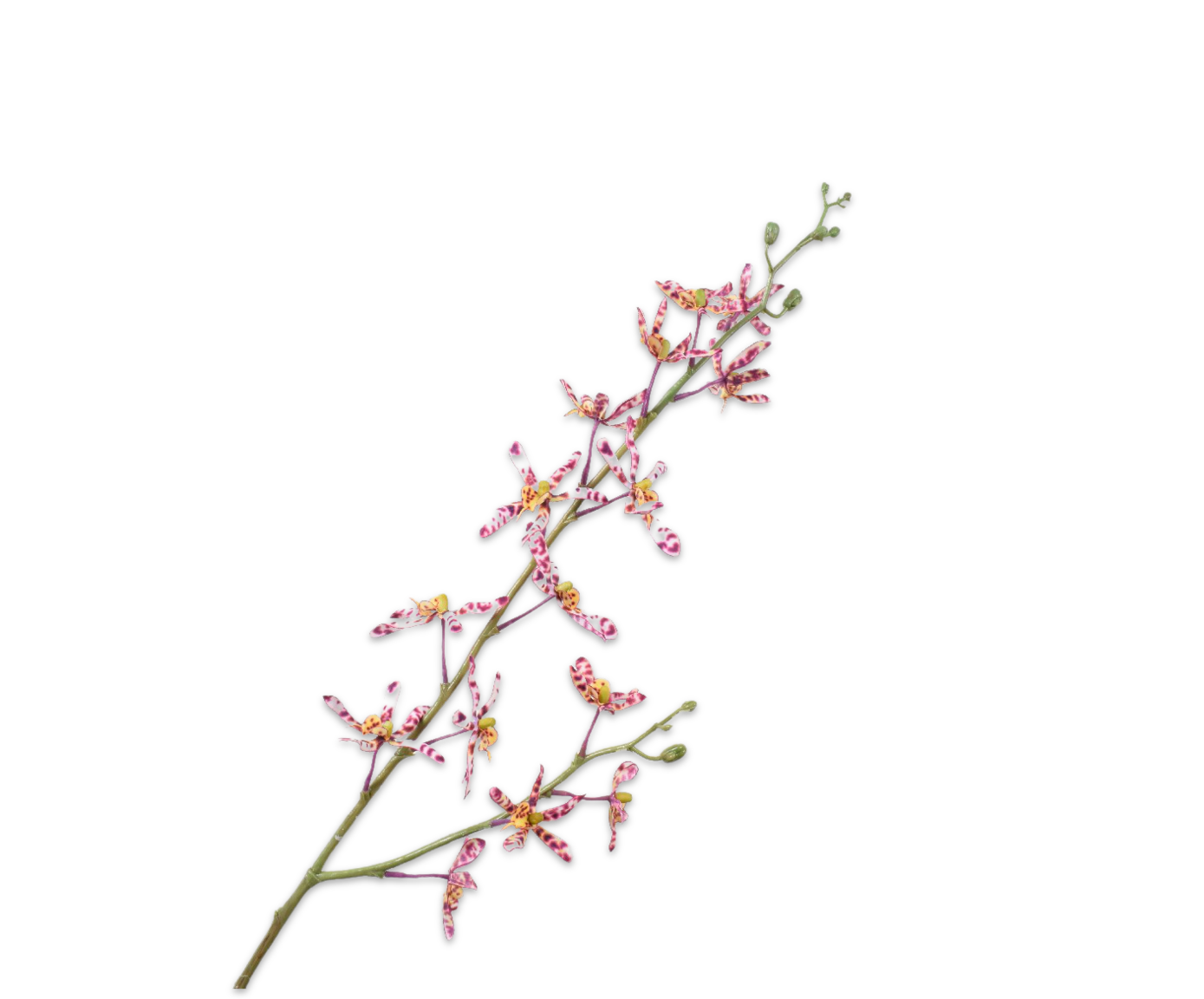 Orchidee Tak 83cm (Wit)