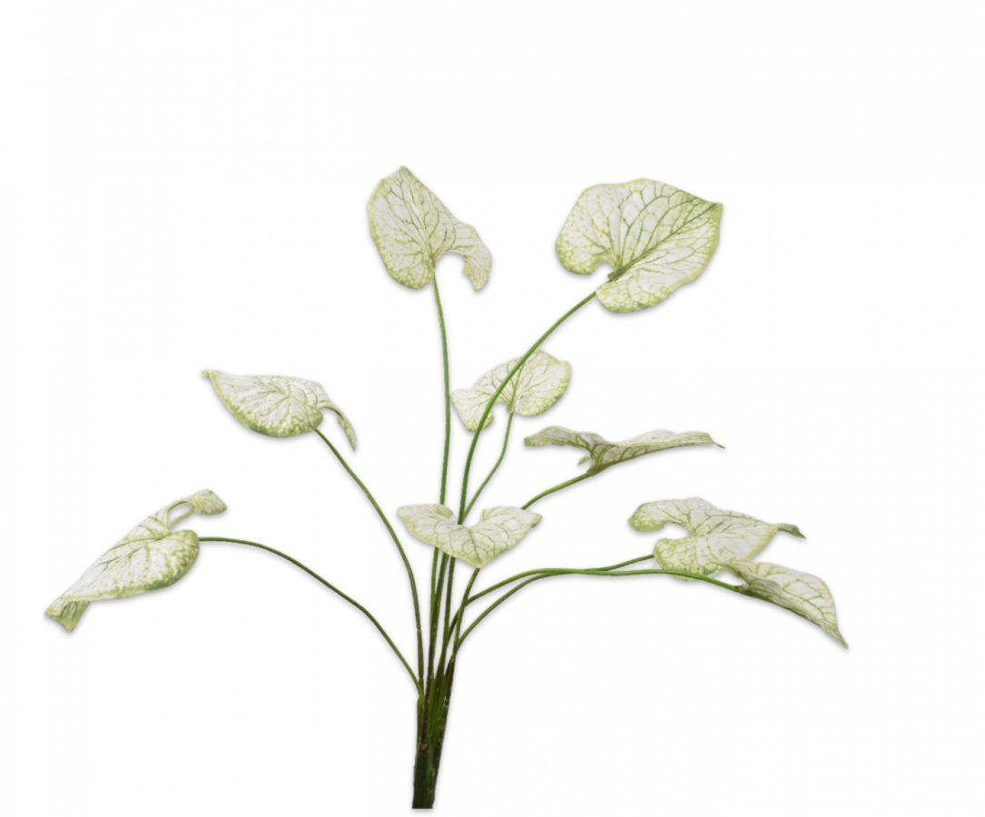 Caladium bush cr/brn 70 cm
