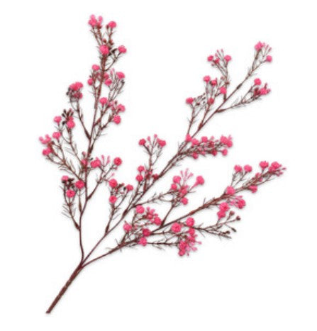 Gypsophila tak BEAUTY 70 cm