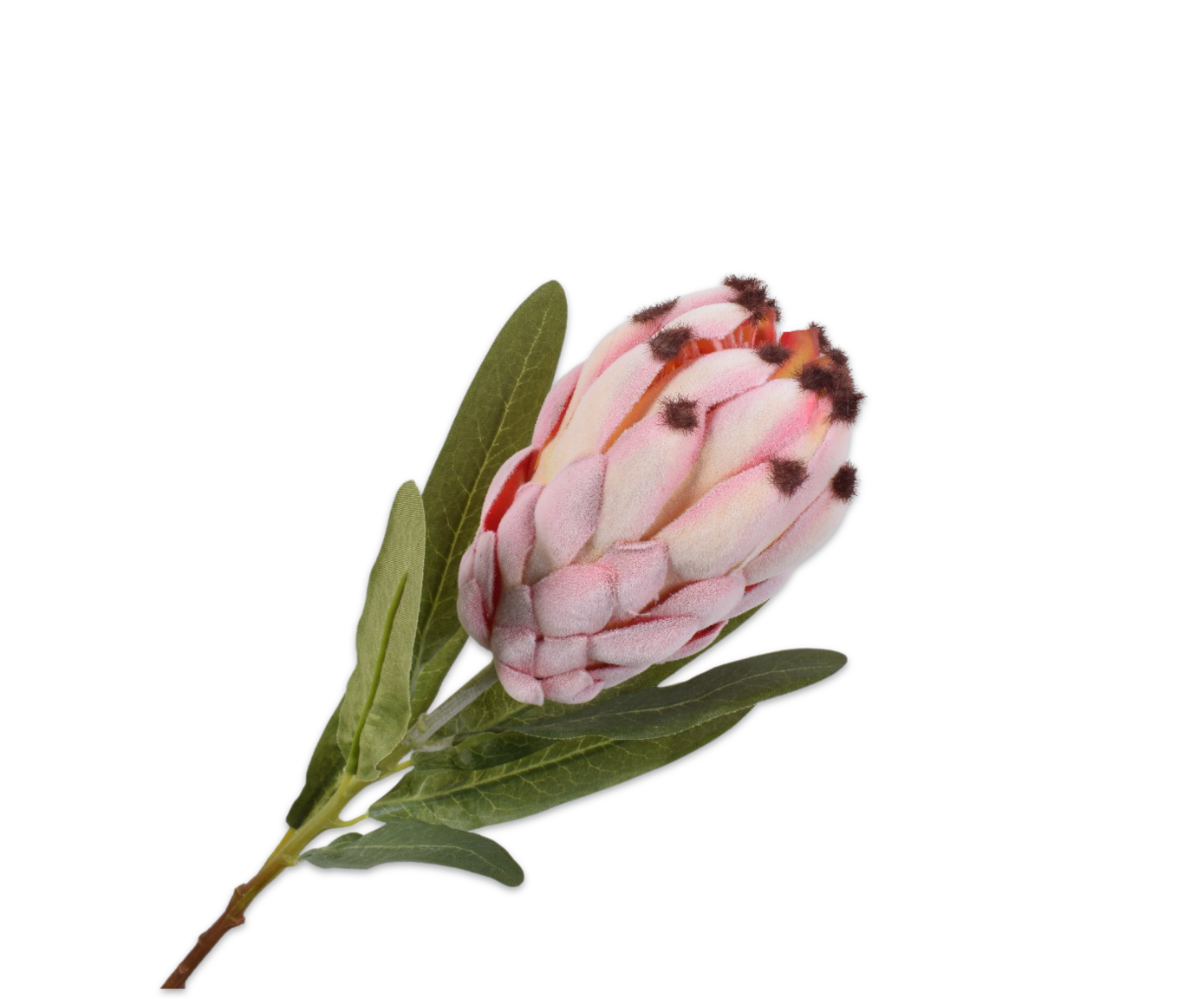 Protea Steel 52cm (Roze)