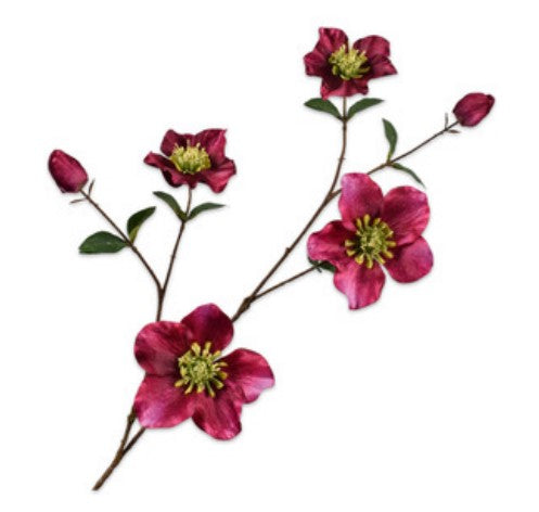 Helleborus tak BEAUTY 93 cm