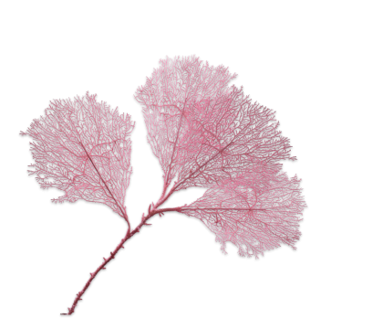Artificial Koraal tak rose S