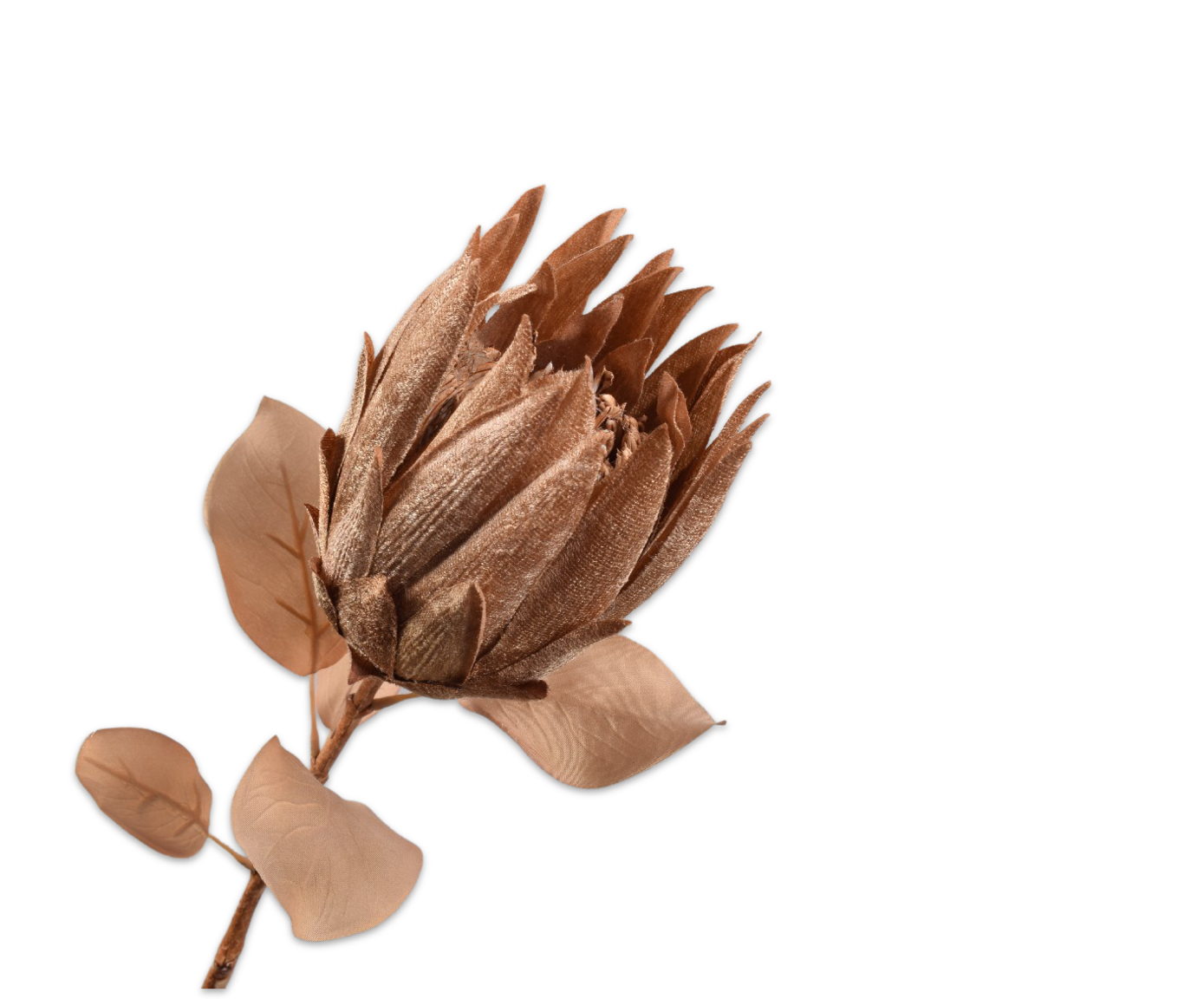 Protea Steel 73cm (Bruin)
