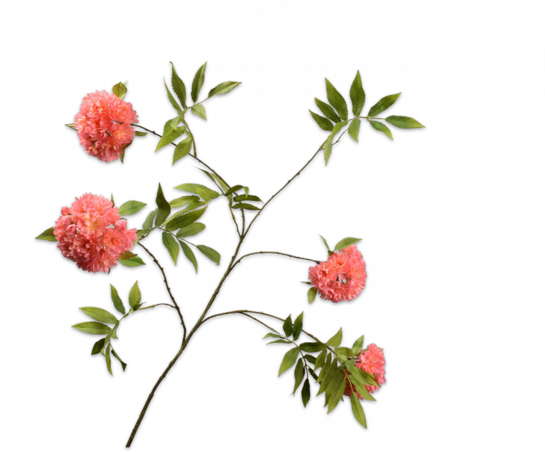 Bloesem tak perzik 149cm