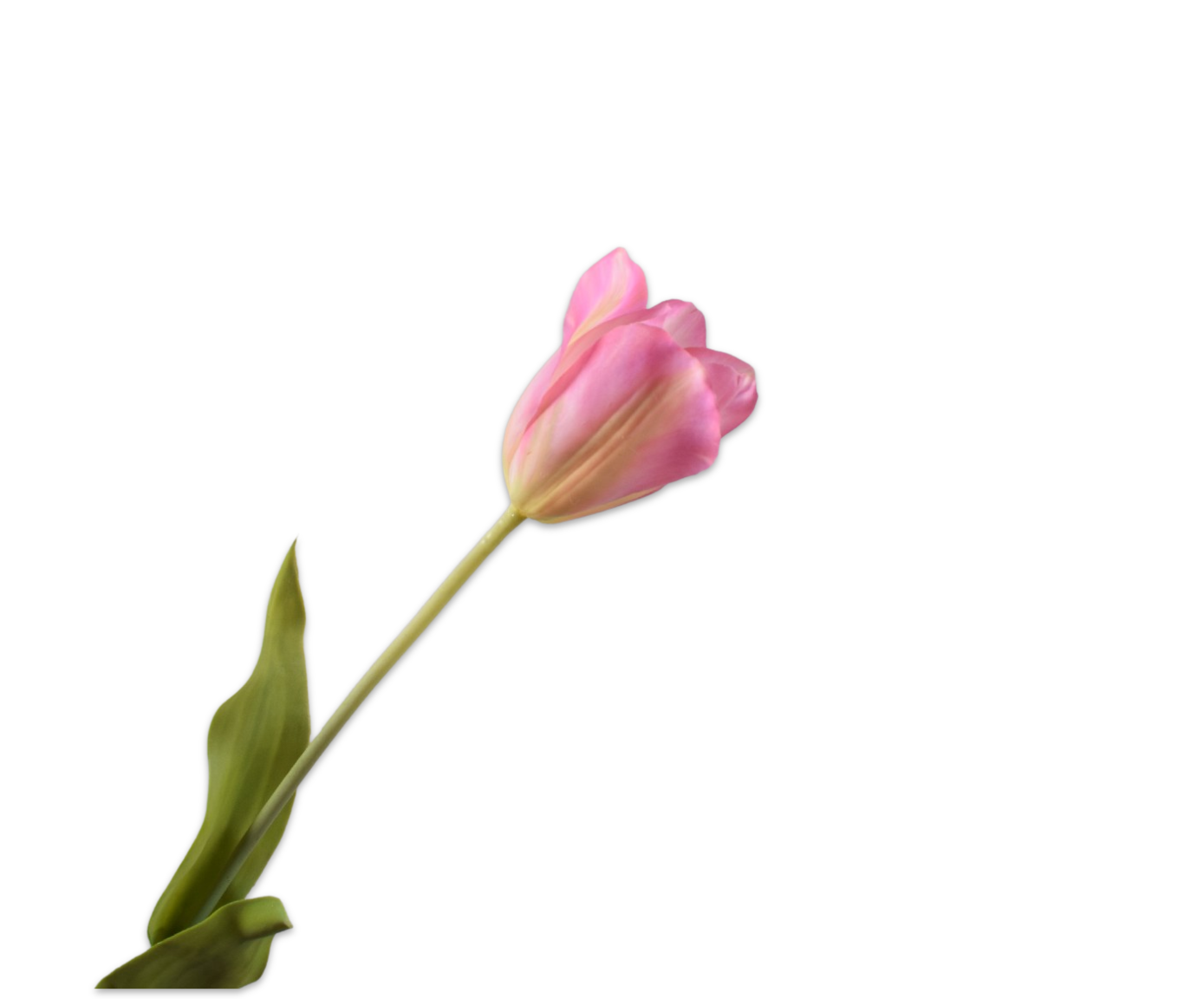 Tulp Steel Real Touch 72cm (Roze Groen)