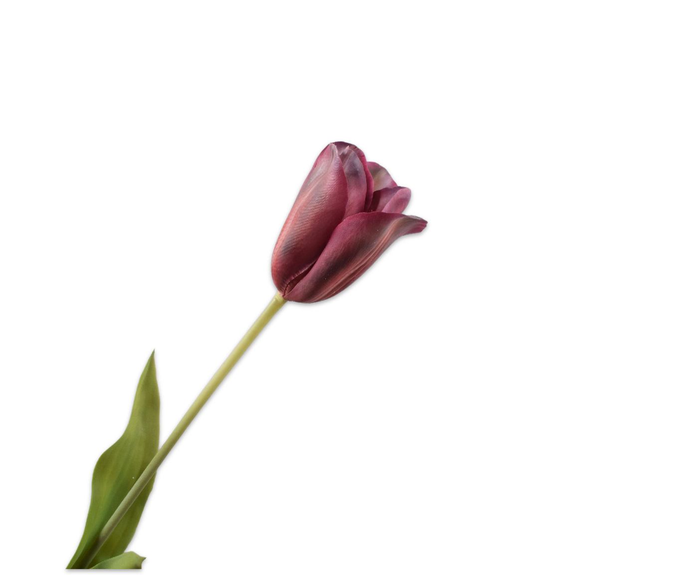 Tulp PERZIK/ROZE 72 cm