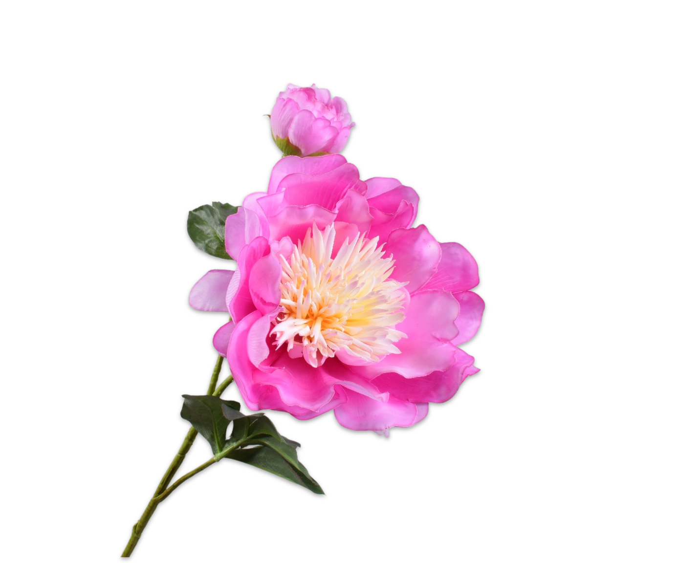 Pioen tak 79 cm (Beauty)
