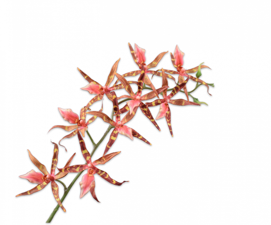 Orchidee tak 94 cm (Bruin)