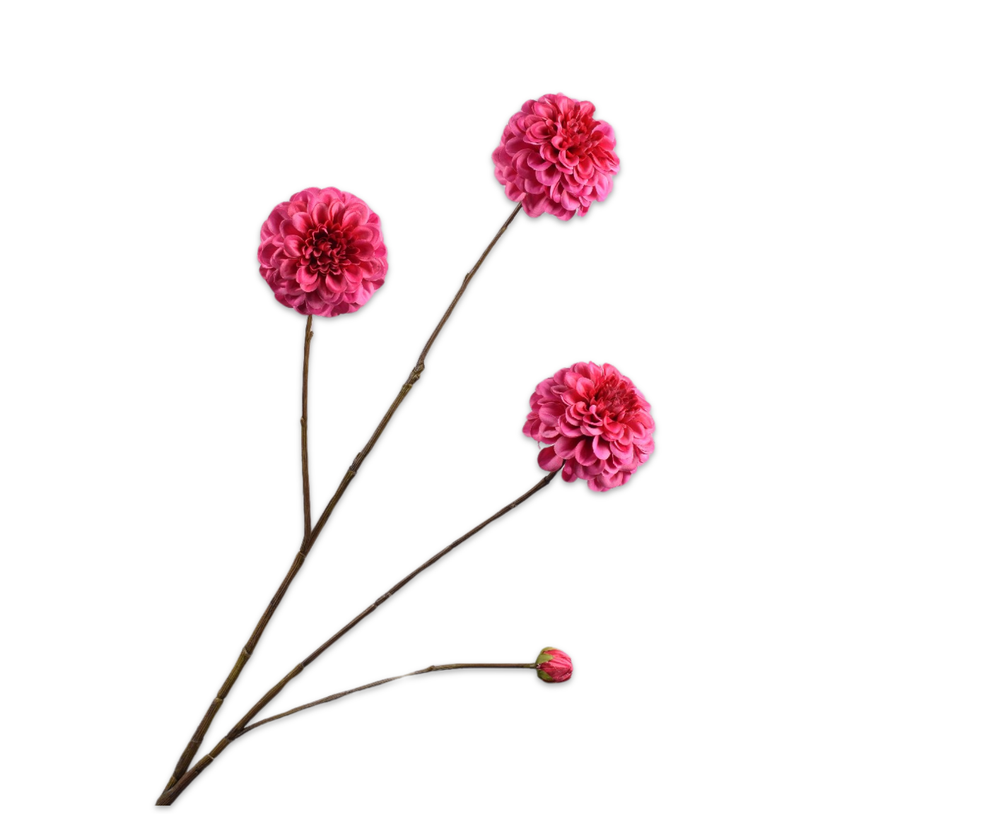 Dahlia Tak 103cm (Beauty)