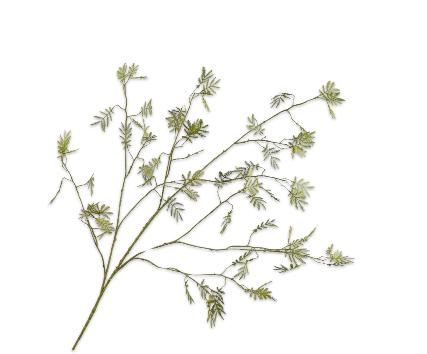 Mimosa Tak 132cm (Groen)