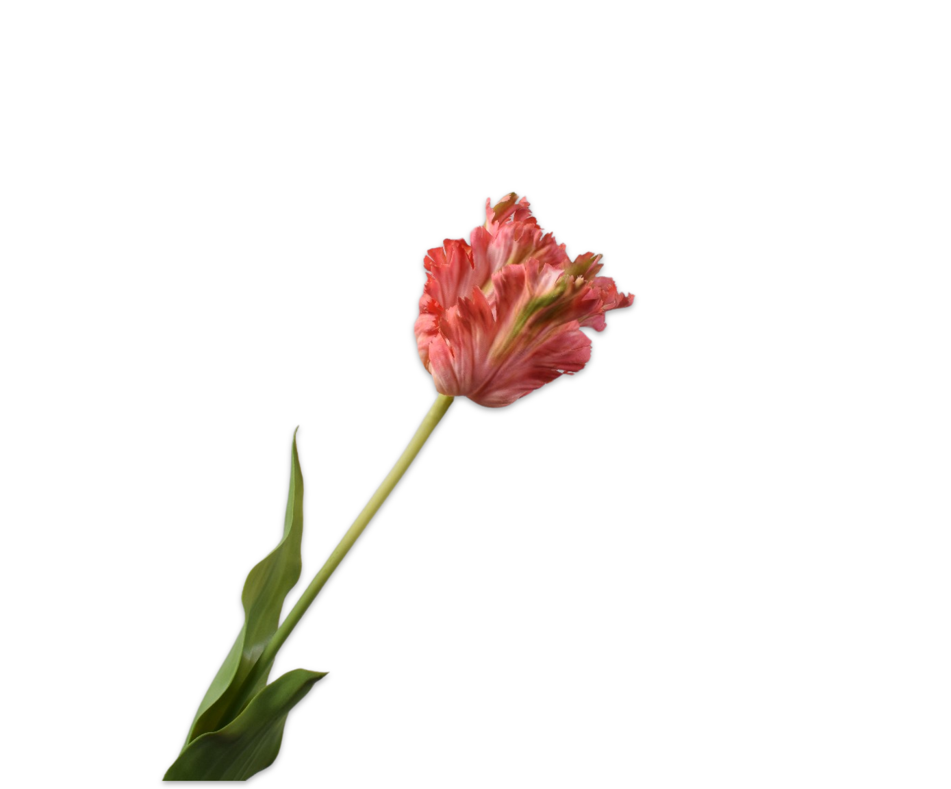 Tulp Steel Real Touch 71cm (Roze Beauty)