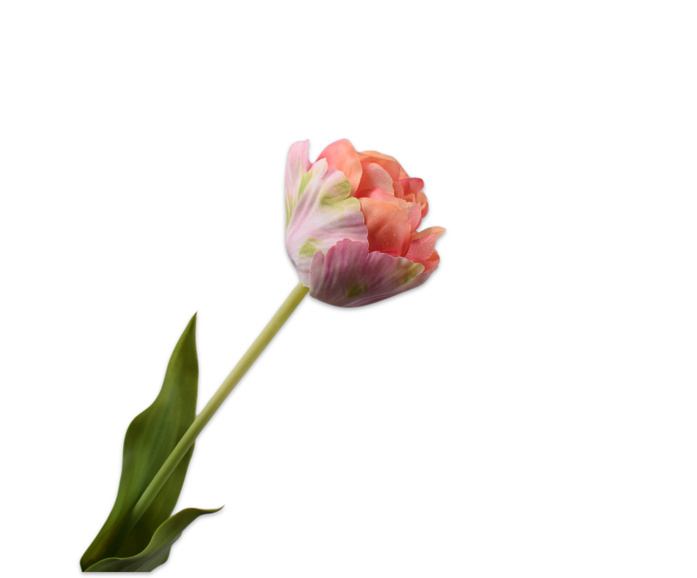 Tulp Steel 66cm (Roze Groen)