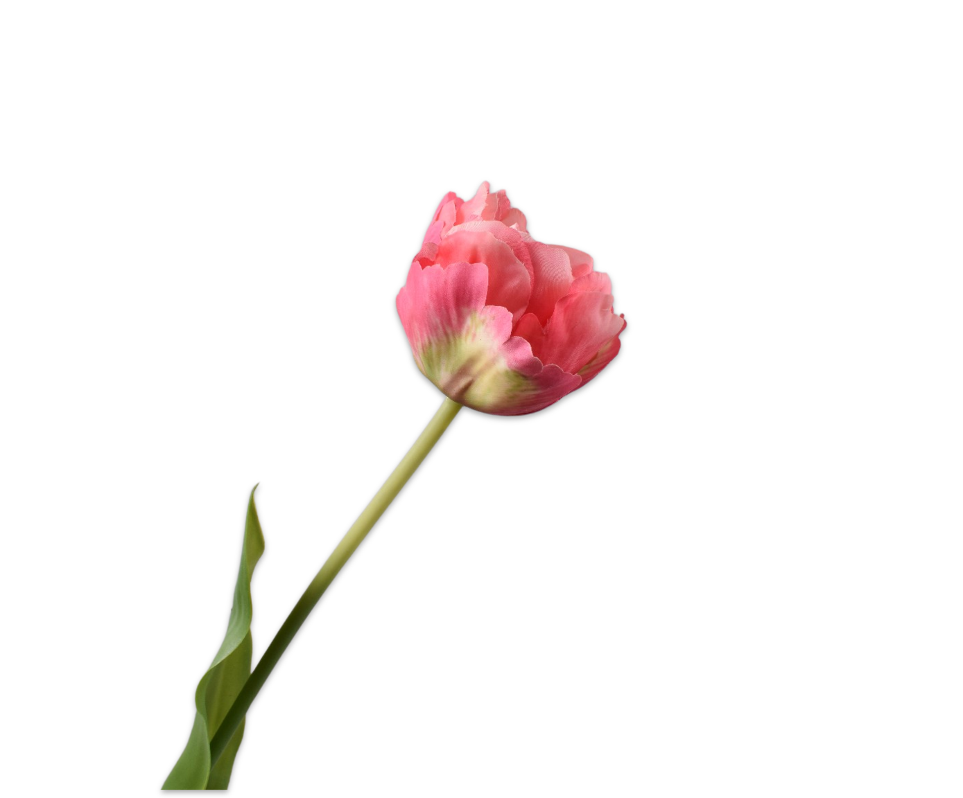 Tulp Steel 66cm (Roze Creme)