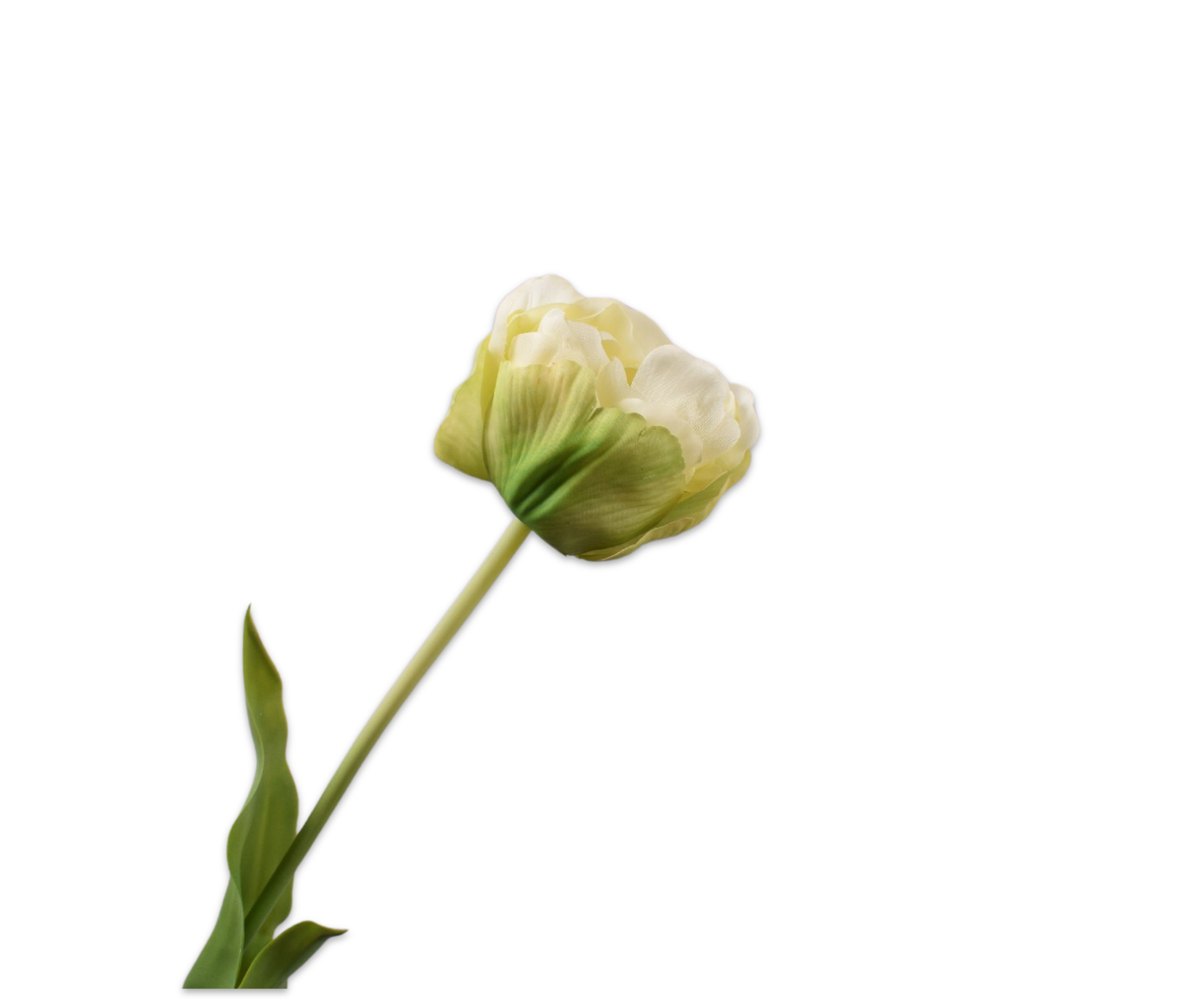 Tulp Steel 66cm (Groen Wit)