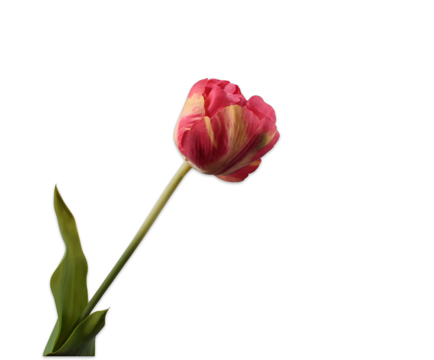 Tulp Steel 66cm (Beauty)