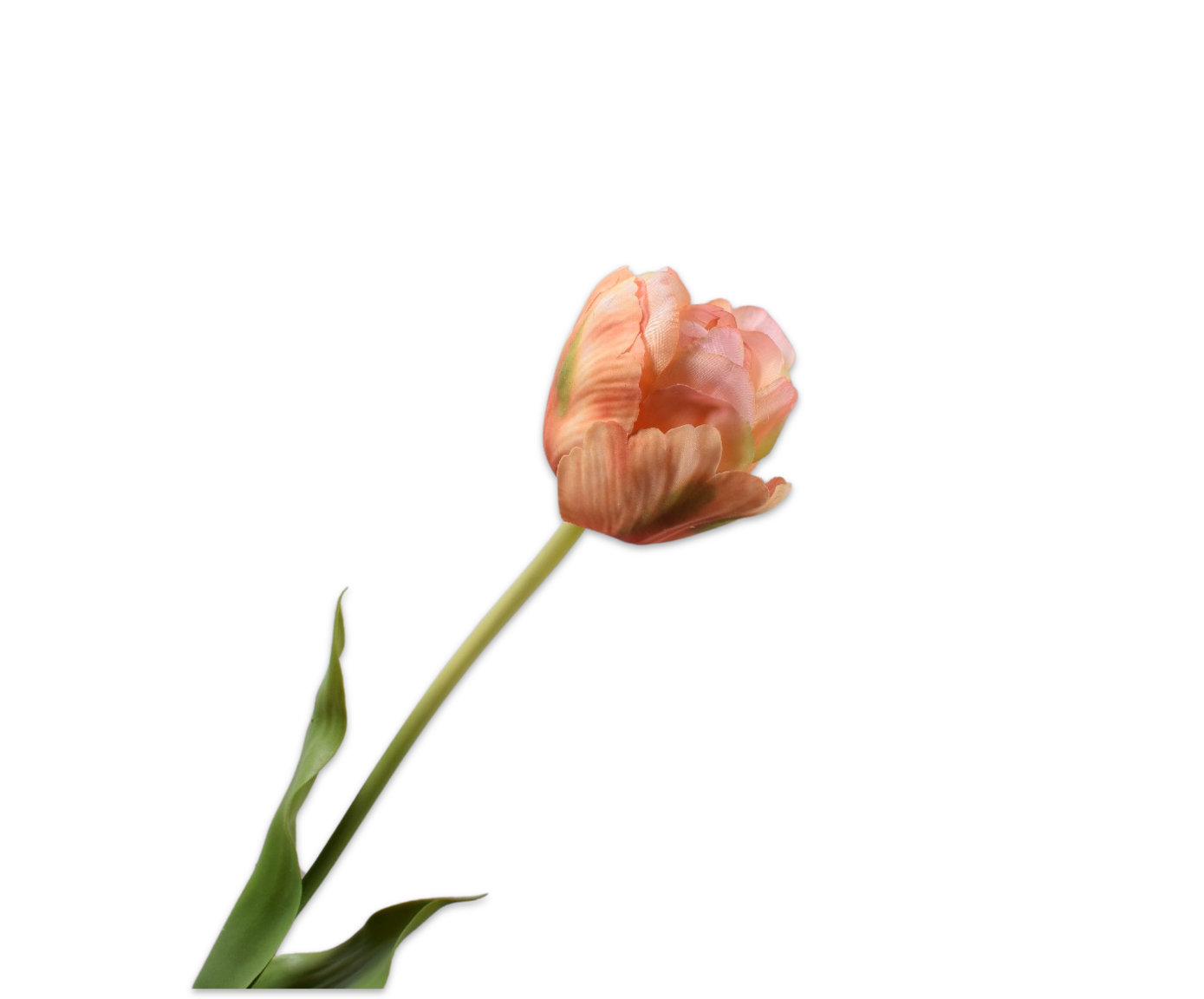 Tulp Steel 66cm (Perzik Groen)