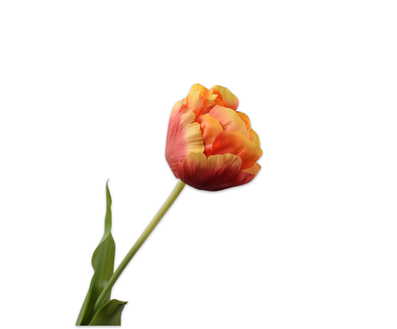 Tulp Steel 66cm (Rood Geel)