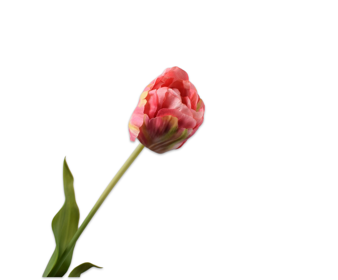 Tulp Steel 66cm (Roze Geel)