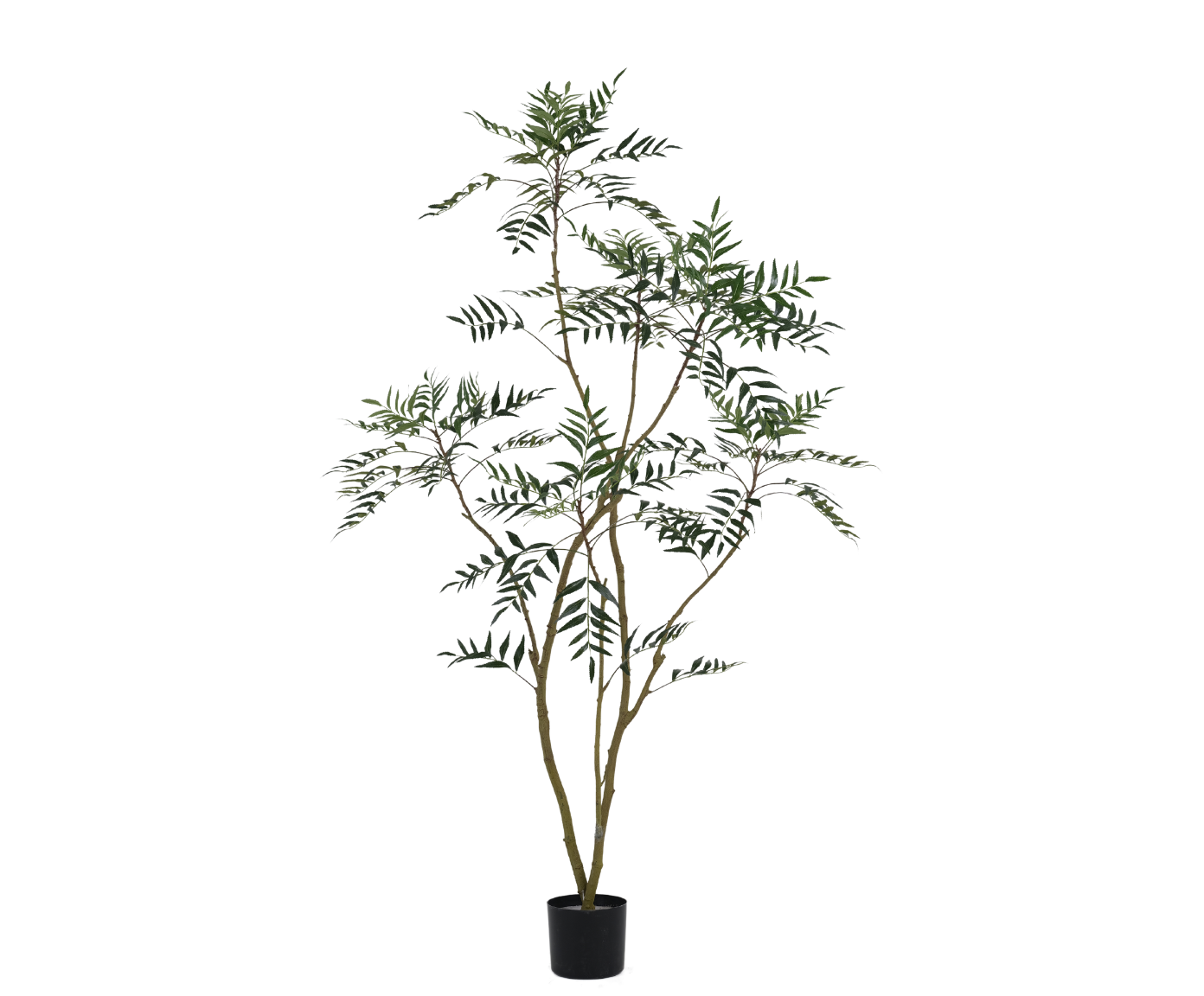 Mahonie Plant 180cm (Groen)