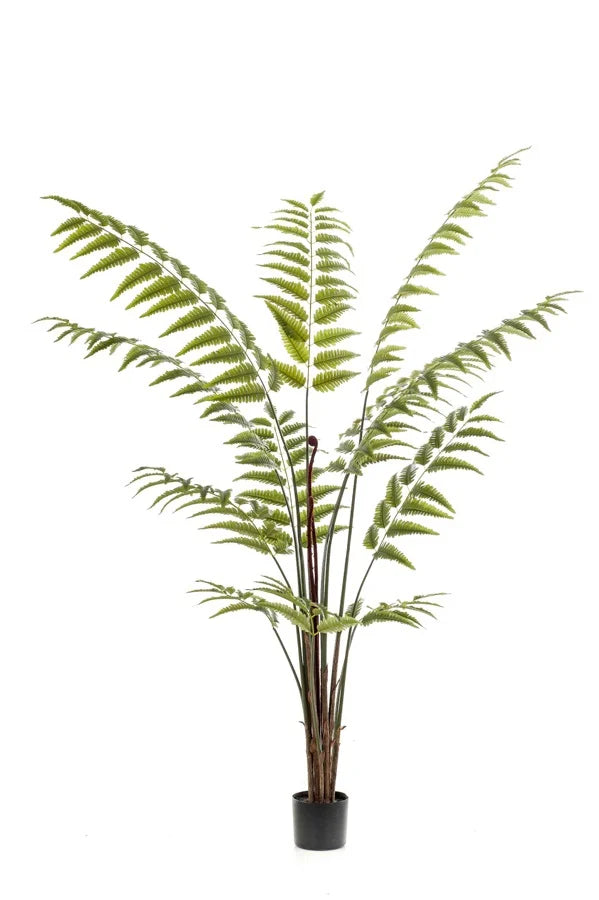 Leather fern 180cm (Groen)
