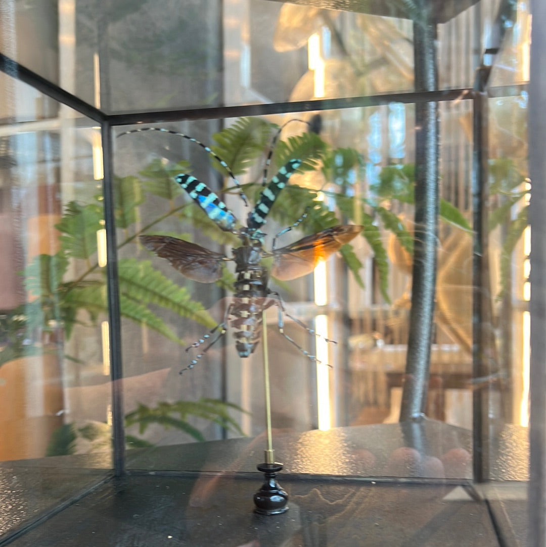 Calloplophora sollii