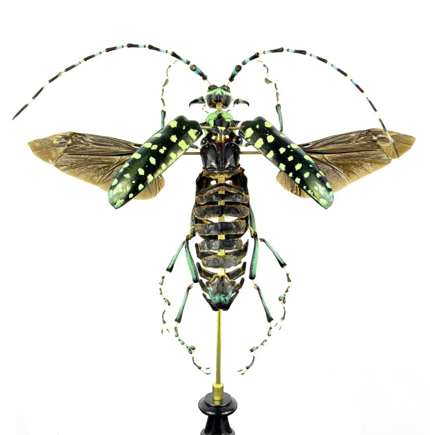 Calloplophora sollii