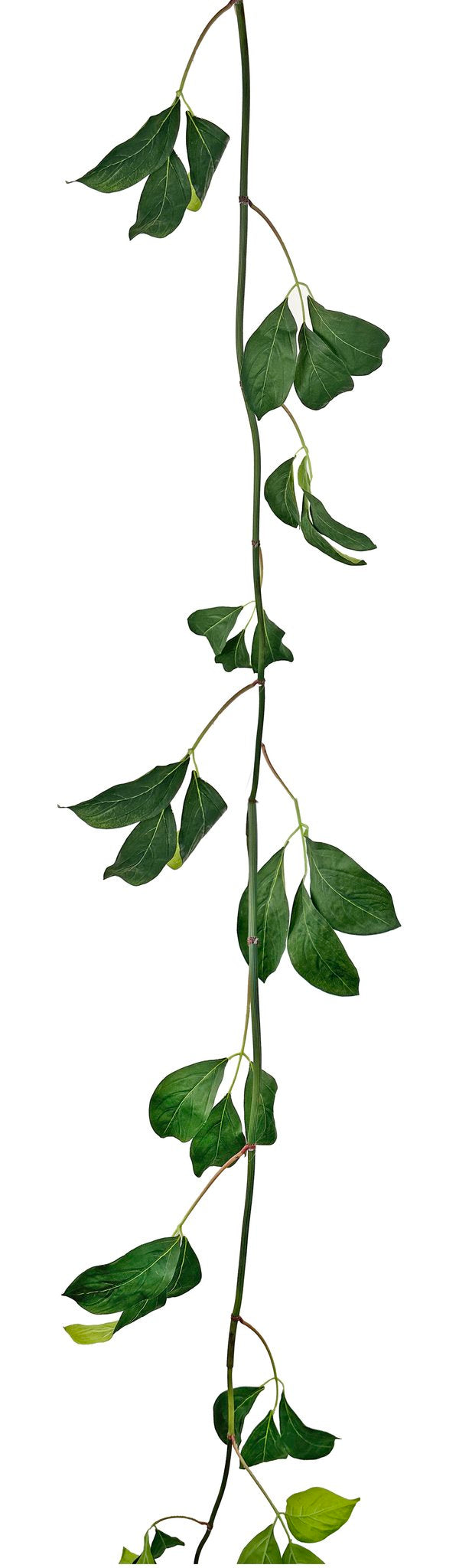 Papieren Plant Mucuna Birdwoodiana Garland (Green)