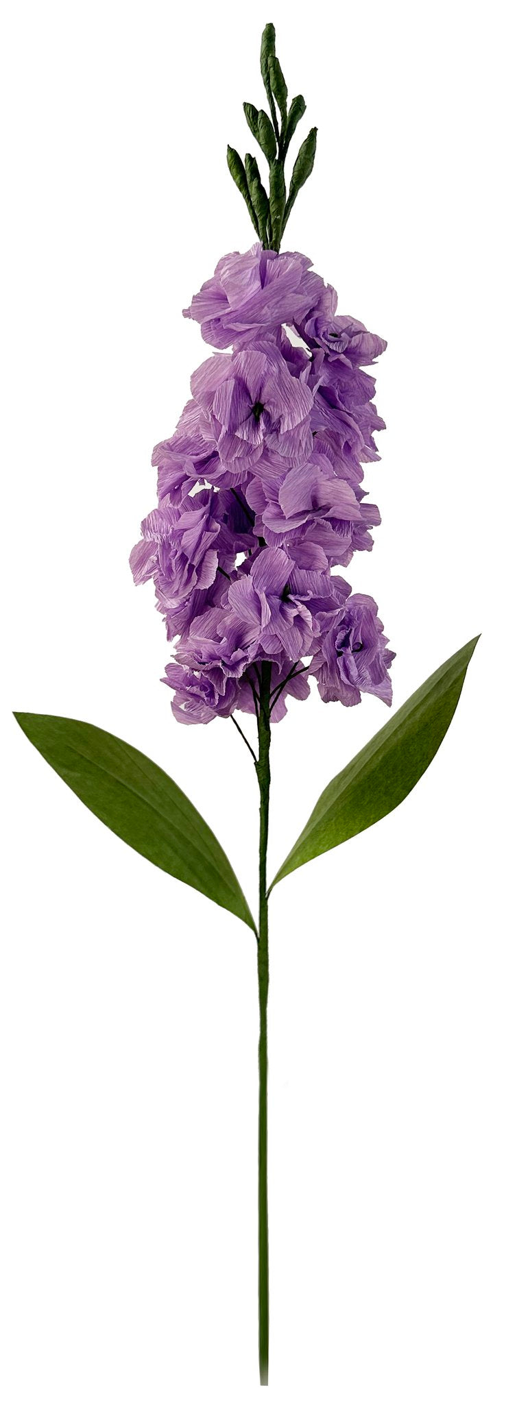 Papieren Bloem Matthiola Stock (Purple)