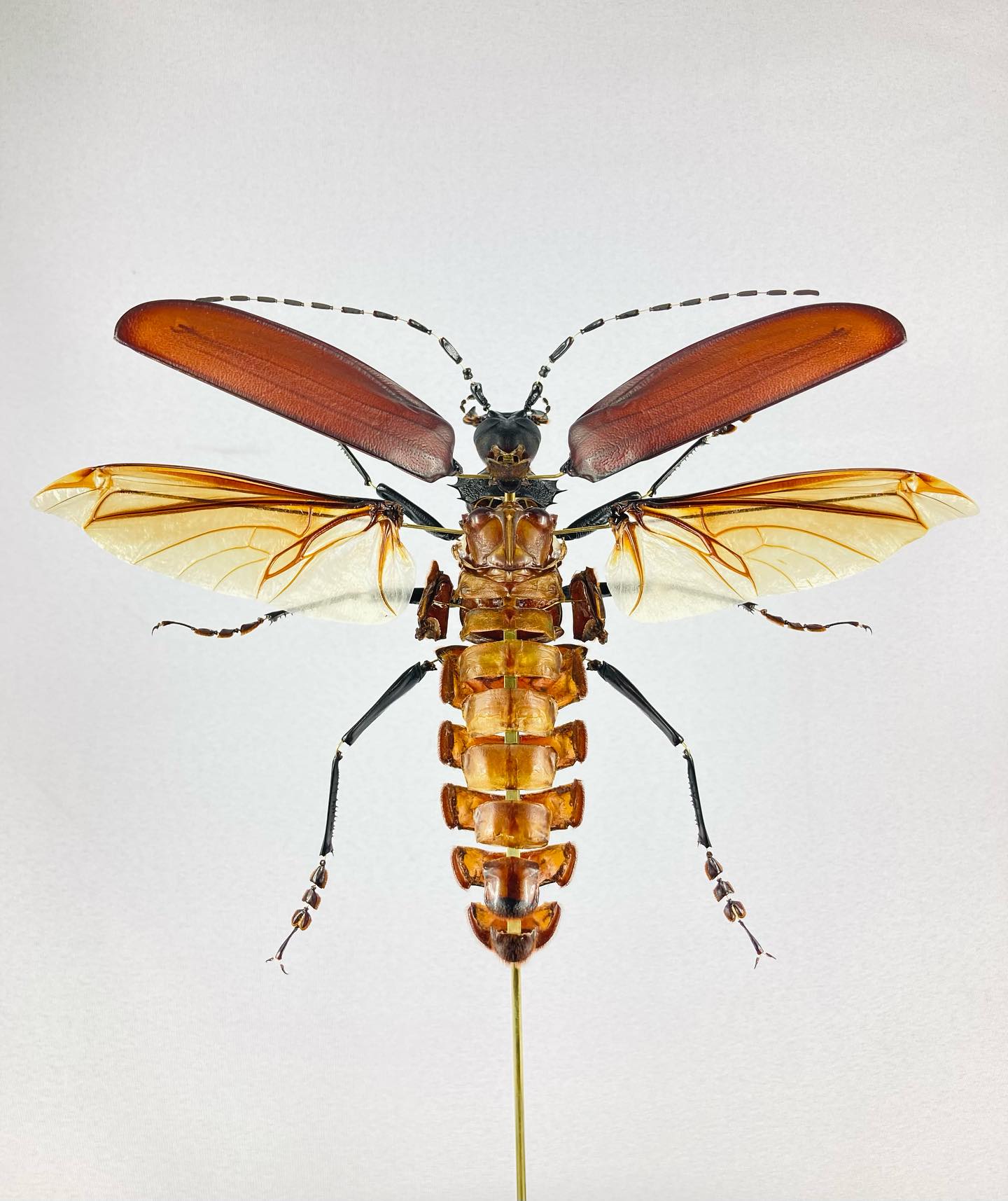 Titan In An Antik Globe (Titanus Giganteus)