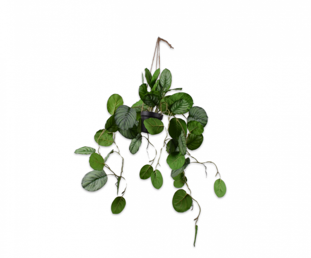 Calathea Hang 104cm (Groen)