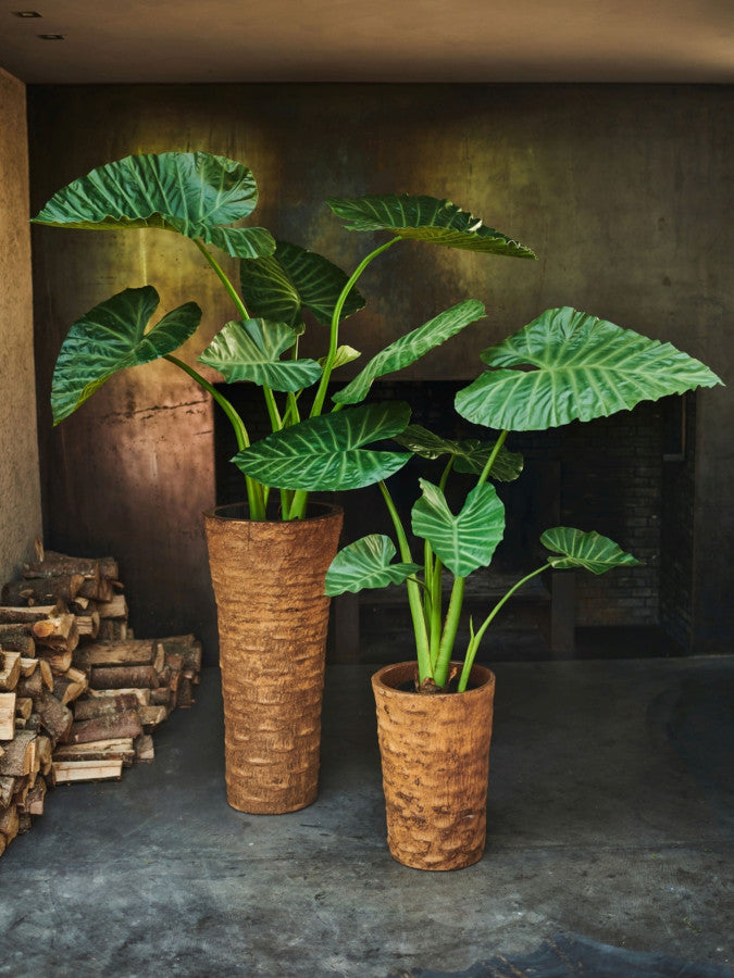 Alocasia in Pot 124cm (Groen)