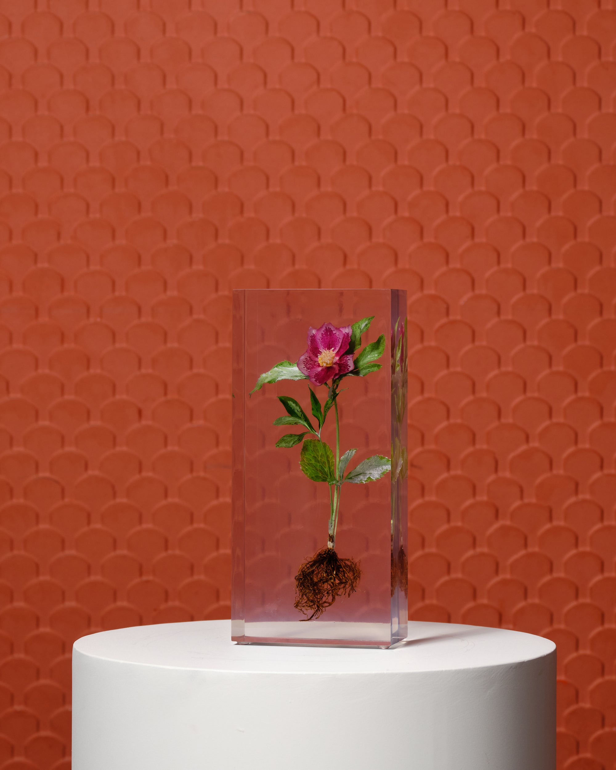 Block Hellebora Albus