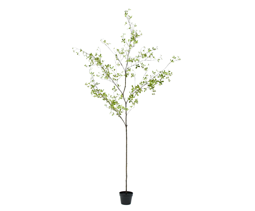 Bucida in Pot 220cm (Groen)