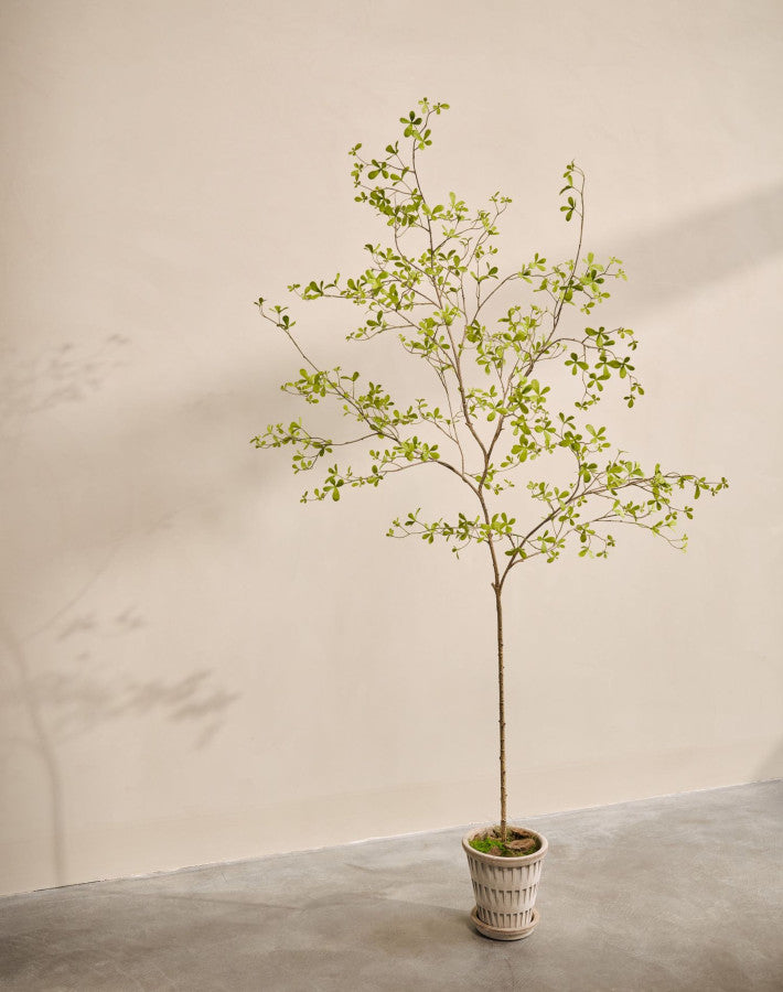 Bucida in Pot 220cm (Groen)