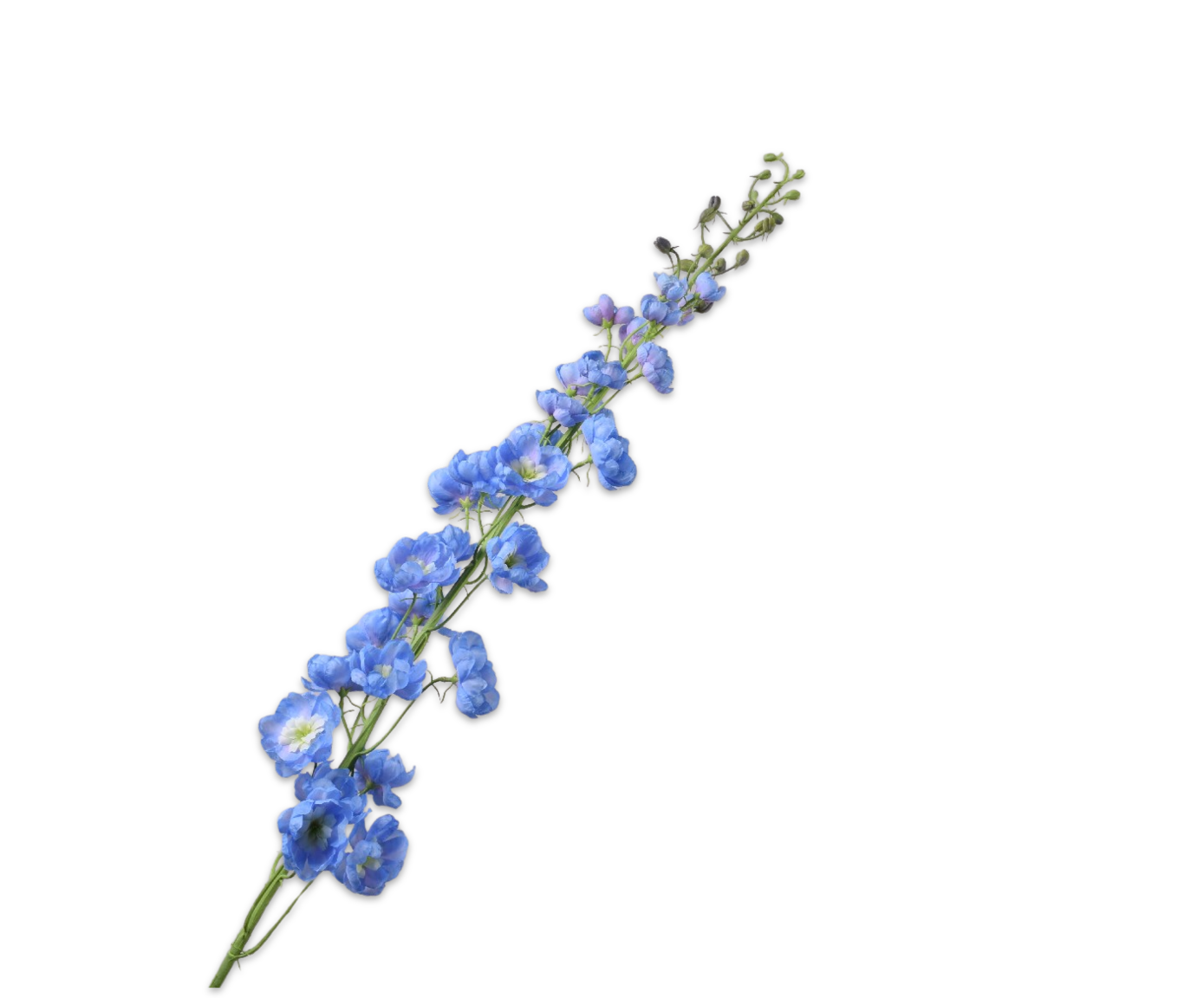 Delphinium Steel 127cm (Blauw)
