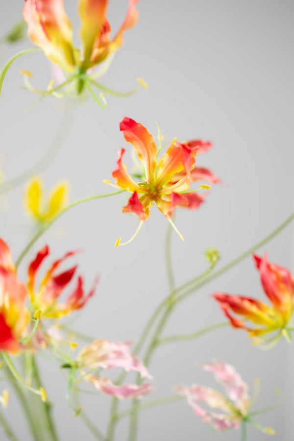 Gloriosa Tak 108cm (Rood/Geel)