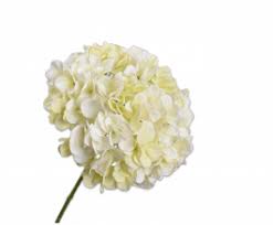 Hortensia Steel 86cm (Creme)