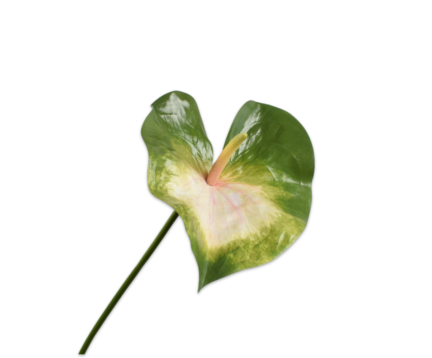 Anthurium Steel 81cm (Roze)