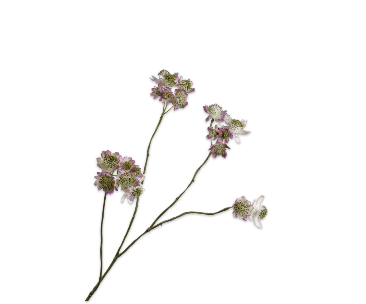 Astrantia Tak 81cm (Mauve)