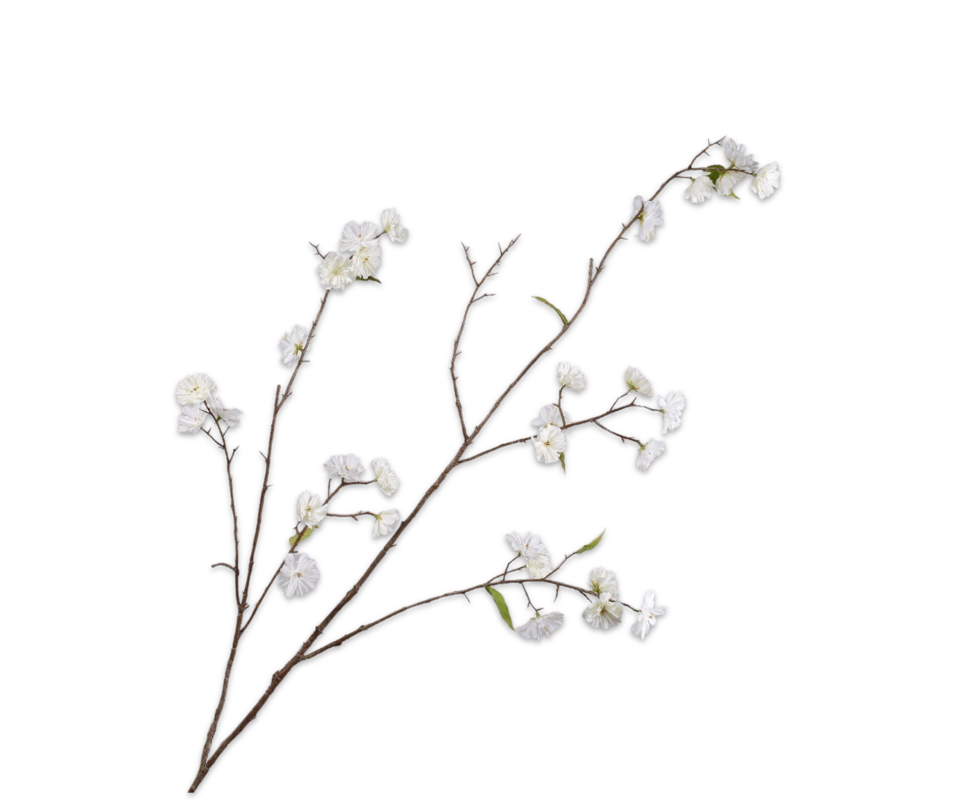 Bloesem Tak 158cm (Wit)