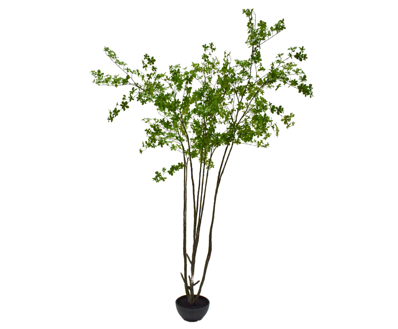 Bucida 250cm (Groen)