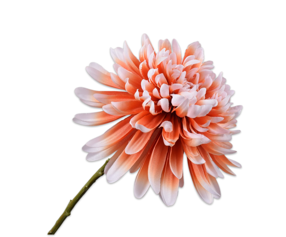 Chrysant Steel 53cm (Perzik)