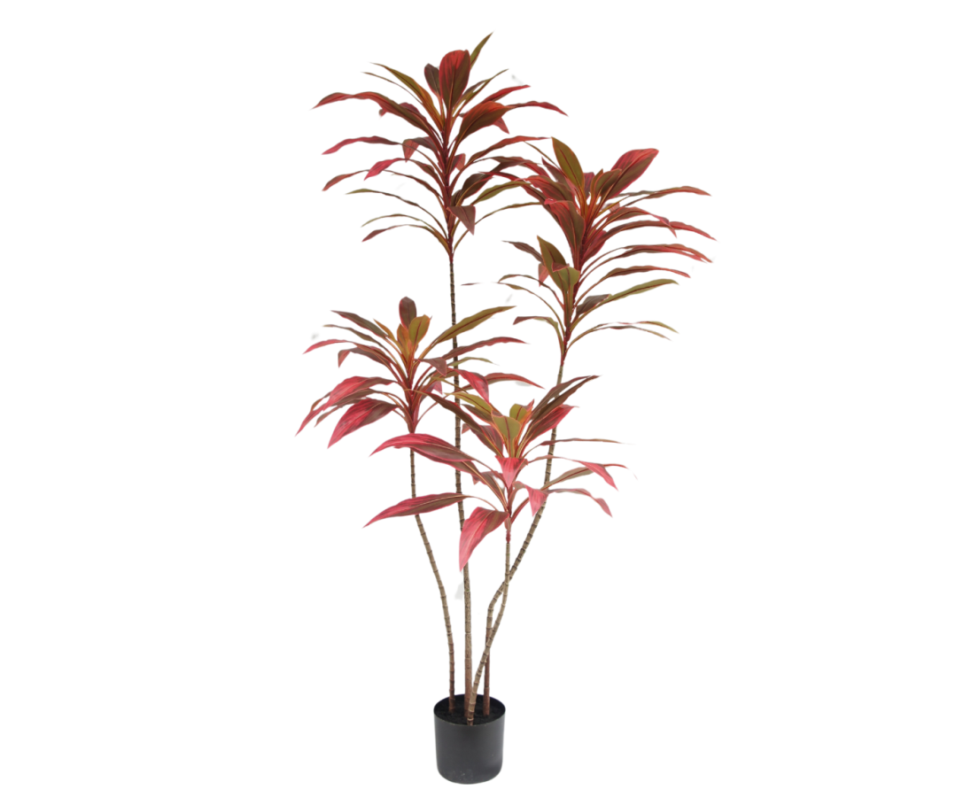 Cordyline in Pot 150cm (Bruin)