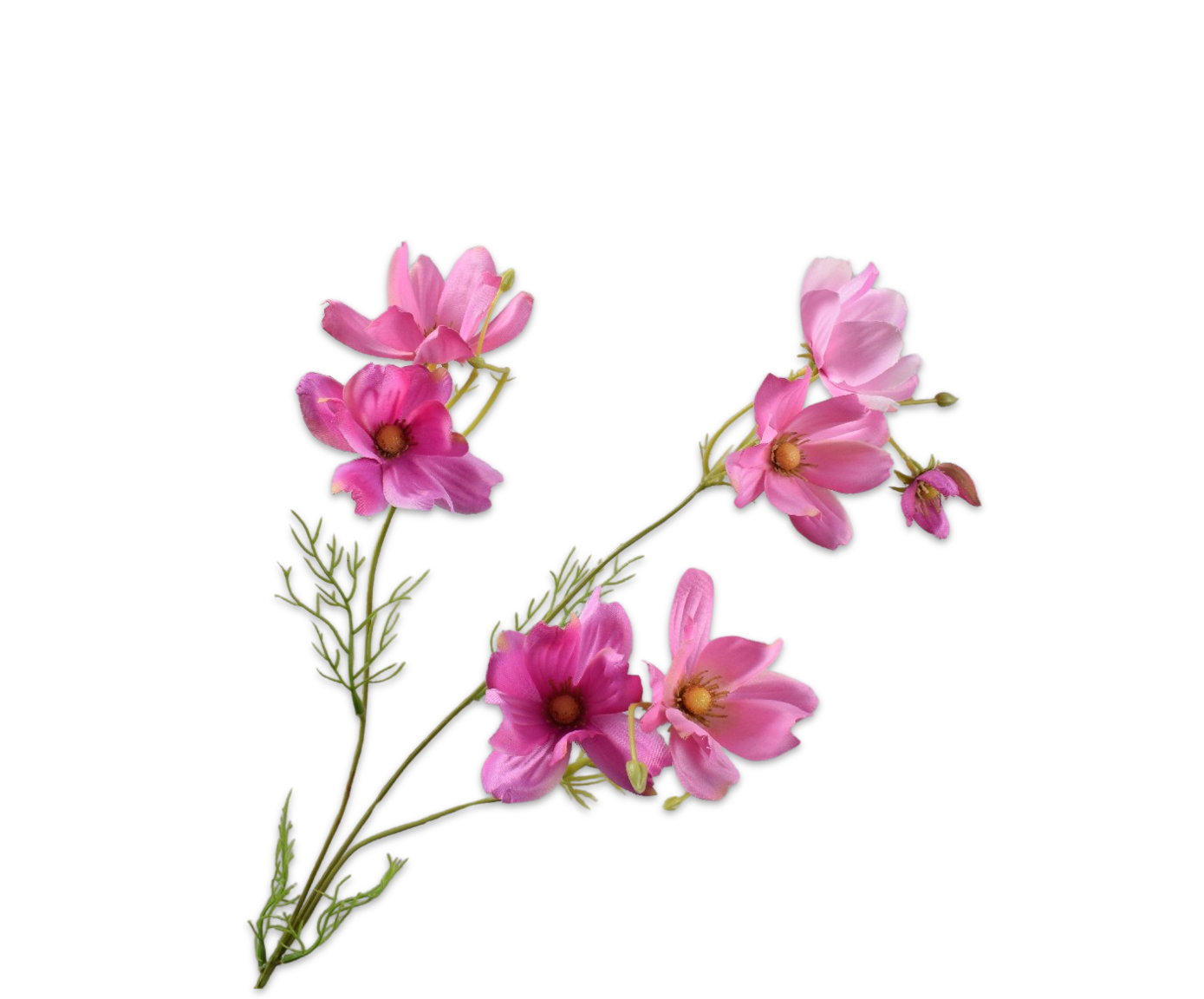 Cosmos Tak 56cm (Roze)