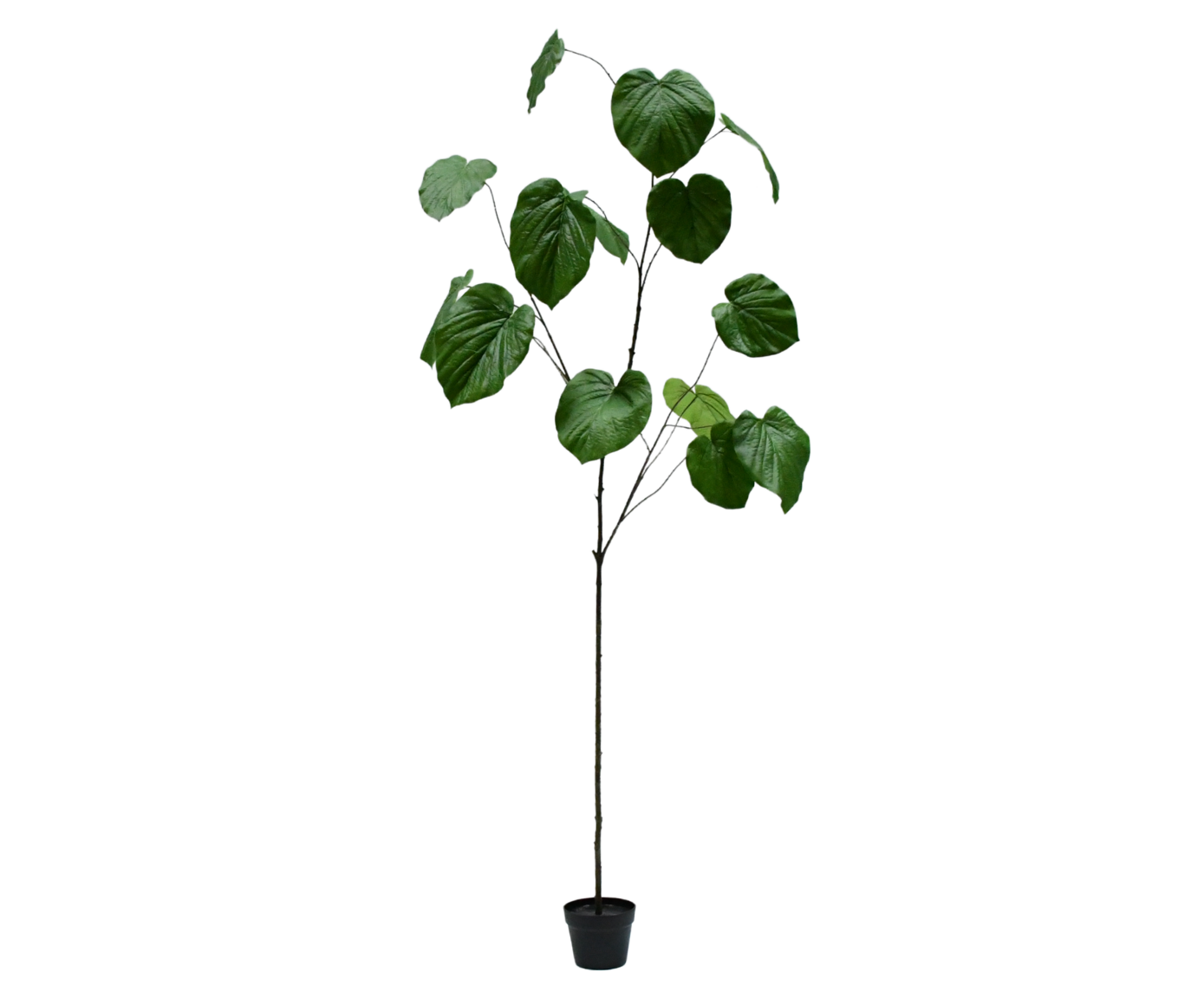 Ficus 212cm (Groen)
