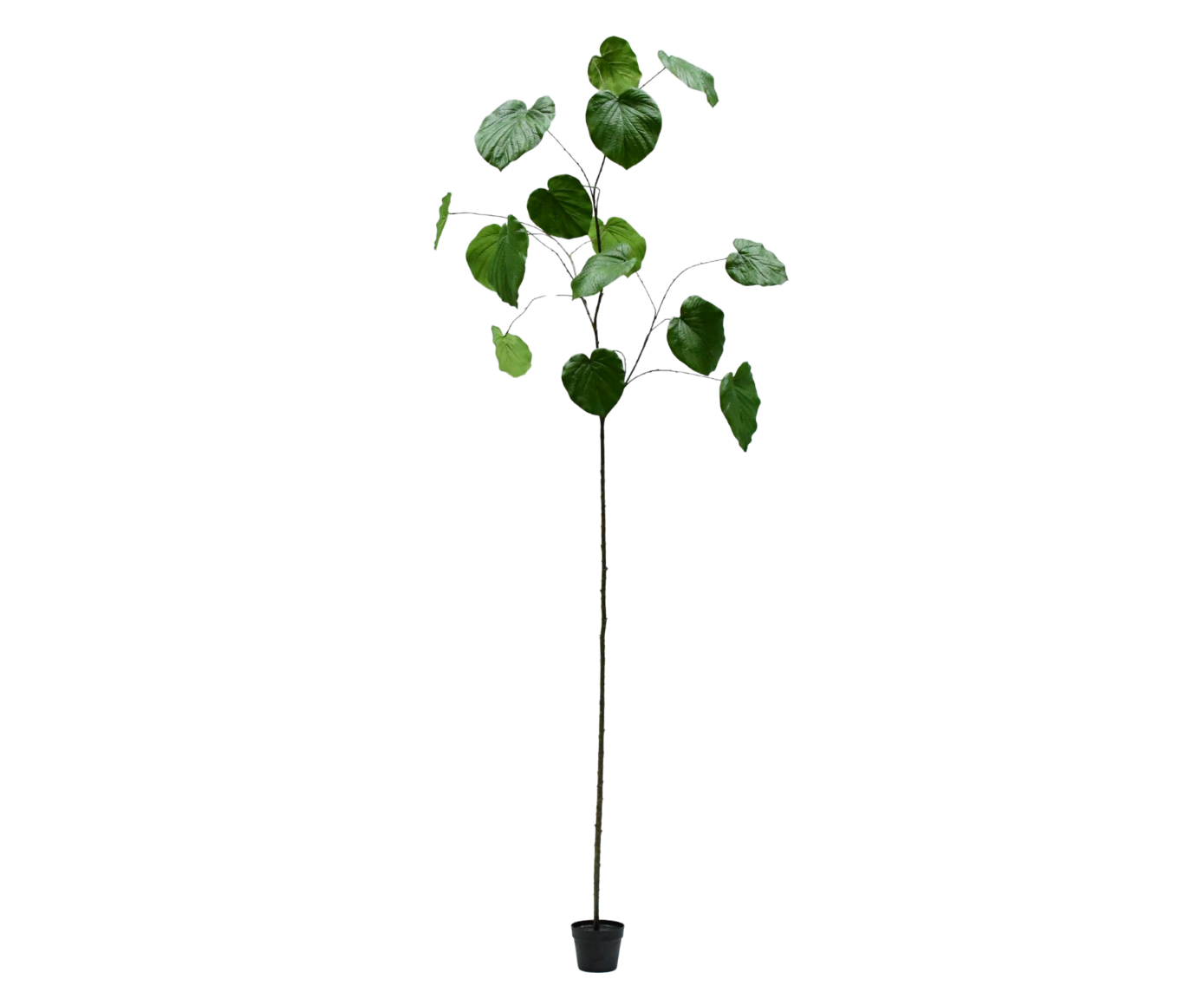 Ficus 290cm (Groen)