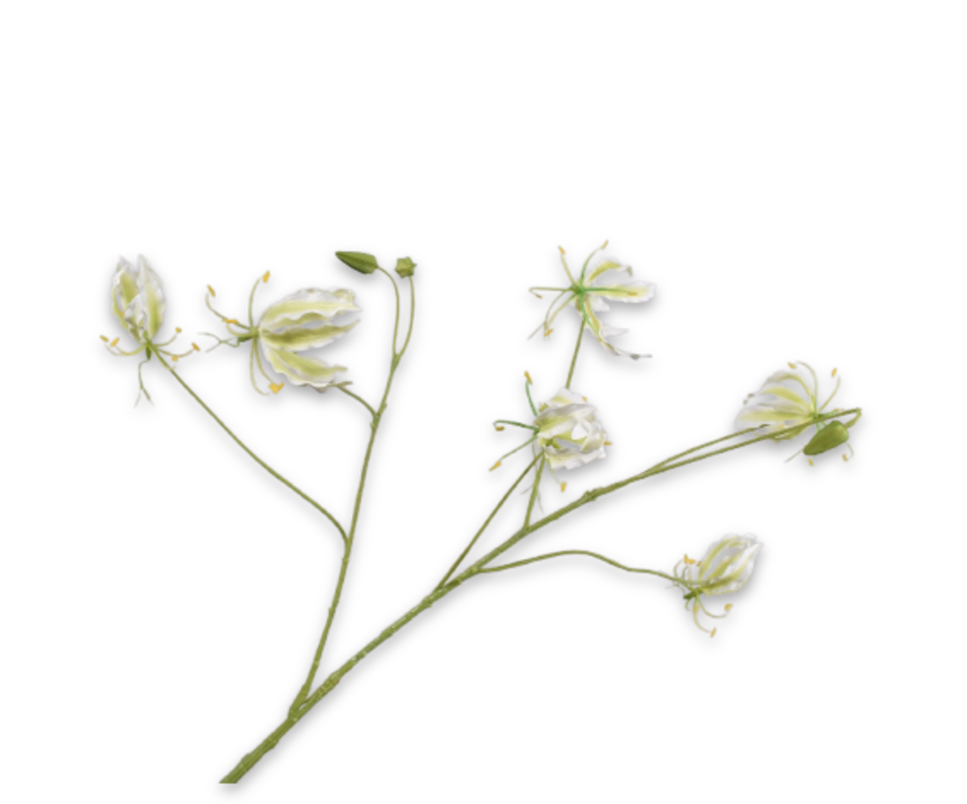 Gloriosa Tak 108cm (Wit/Groen)
